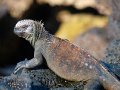  Marine Iguana - Meerechse - Amblyrhynchus cristatus