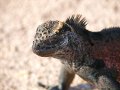 Marine Iguana - Meerechse - Amblyrhynchus cristatus