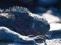 Marine Iguana - Meerechse - Amblyrhynchus cristatus