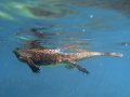  Marine Iguana - Meerechse - Amblyrhynchus cristatus