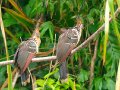  Hoatzin