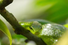 2011-01-15-Zoo-Zuerich