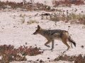  Scharbrackenschakal