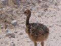  Straussenbaby