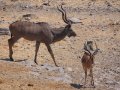  Kudu - Schwarzgesicht Impala