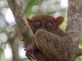 Tarsier, Bohol