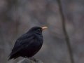 Amsel