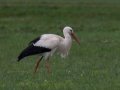 Weissstorch