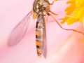 Hainschwebfliege