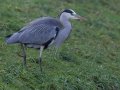 Graureiher